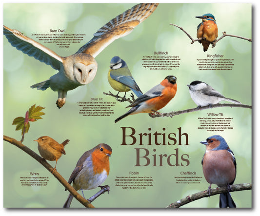 Dementia friendly display of popular british birds including the Robin, Barn Owl and Wren