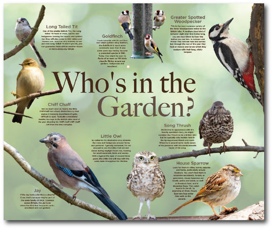Dementia friendly Bird themed destination point of high quality images of British birds including information about their habits