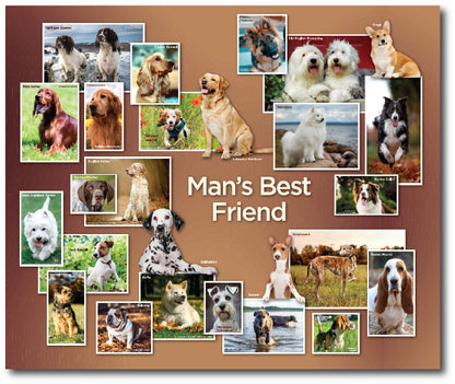 A colourful, dementia friendly destination point display filled with high quality images of various dog breeds