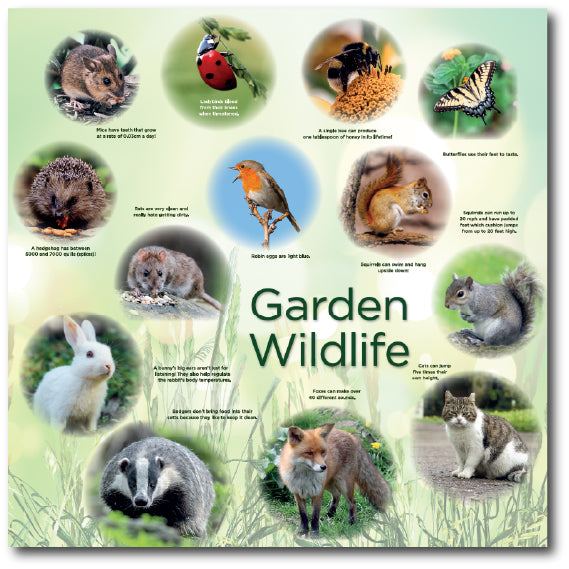 A Dementia friendly montage of commonly seen  Garden Wildlife including images of Mice, Robins, Rabbits 