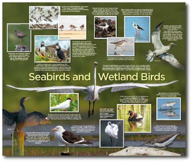 A dementia friendly design on sea and wetlands Birds in the UK for dementia care homes