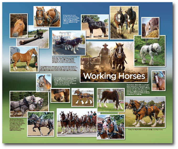 A Horse themed reminiscence destination point with beautiful photography of various working horses in action